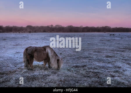 Balmer Lawn selvaggio con il roaming pony di sunrise, Brockenhurst, New Forest, Hampshire, Inghilterra, Regno Unito Foto Stock
