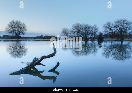 Janesmoor stagno, New Forest, Lyndhurst, Hampshire, Inghilterra, Regno Unito Foto Stock