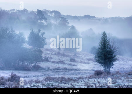 Ocknell, New Forest, Lyndhurst, Hampshire, Inghilterra, Regno Unito Foto Stock