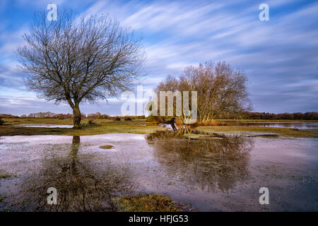 Janesmoor stagno, New Forest, Lyndhurst, Hampshire, Inghilterra, Regno Unito Foto Stock