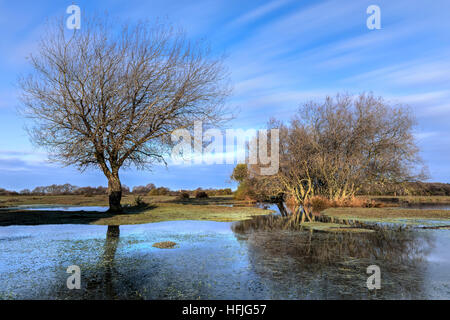 Janesmoor stagno, New Forest, Lyndhurst, Hampshire, Inghilterra, Regno Unito Foto Stock