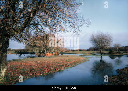 Janesmoor stagno, New Forest, Lyndhurst, Hampshire, Inghilterra, Regno Unito Foto Stock