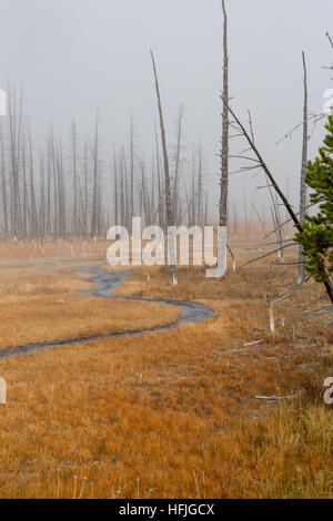 Tangled Creek e il Parco nazionale di Yellowstone Foto Stock