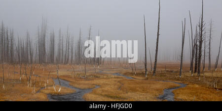 Tangled Creek e il Parco nazionale di Yellowstone Foto Stock