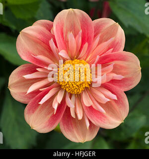 Una rosa e giallo Collarette Fiore Dahlia, closeup, UK. Foto Stock