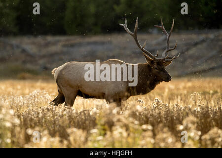 Bull elk in gassland Foto Stock