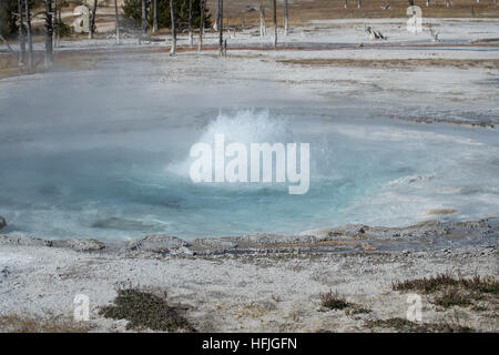 Spouter Blacksands Geyser Basin Parco nazionale di Yellowstone Foto Stock