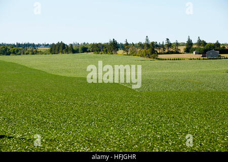 La piantagione di patate - Prince Edward Island - Canada Foto Stock