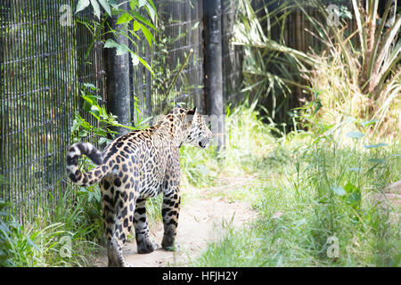 Jaguar a piedi Foto Stock