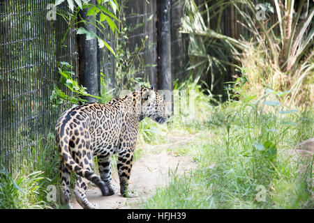 Jaguar a piedi Foto Stock