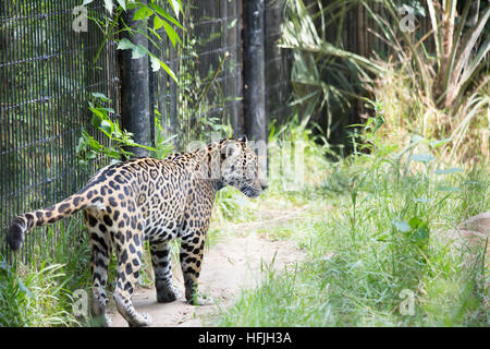 Jaguar a piedi Foto Stock