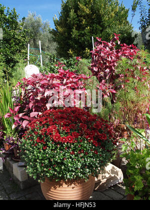 Graziosi fiori in vaso sul patio a Corfu Grecia Foto Stock