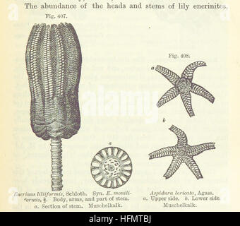 [Lo studente la elementi di geologia ... Con ... illustrazioni.] immagine presa da pagina 395 del '[dello studente di elementi Foto Stock