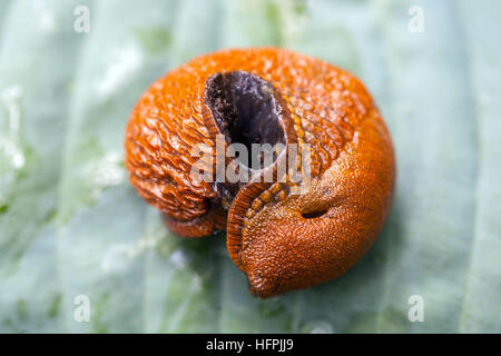 Slug spagnolo, Arion lusistanicus, Arion vulgaris, su una foglia, peste sgradevole nel giardino pesti Foto Stock