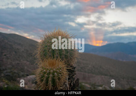 Cactus con un tramonto e le montagne sullo sfondo. Tilcara, Argentina Foto Stock