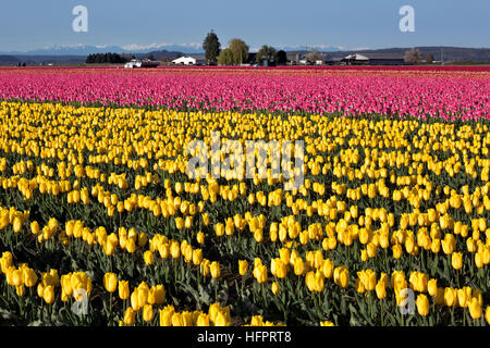 WASHINGTON - Giallo,rosa,l'arancione e il rosso tulipani in crescita in un bulbo commerciale in campo la Skagit River Delta vicino a Mount Vernon. Foto Stock