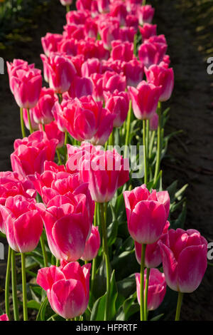 WA13055-00...WASHINGTON - A row of pink tulips growing in a commercial bulb field in the Skagit  River Delta near Mount Vernon. Foto Stock