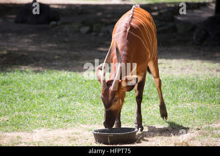 Bongo (Tragelaphus eurycerus) mangiare Foto Stock