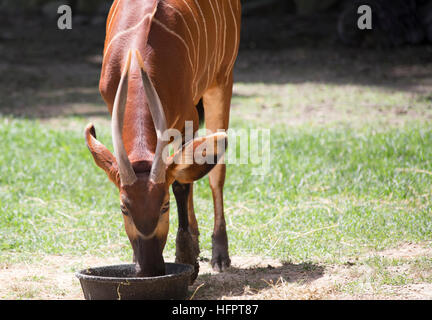 Bongo (Tragelaphus eurycerus) mangiare Foto Stock