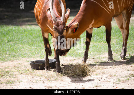 Bongo (Tragelaphus eurycerus) mangiare Foto Stock