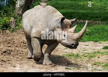 Rinoceronti neri orientali Foto Stock