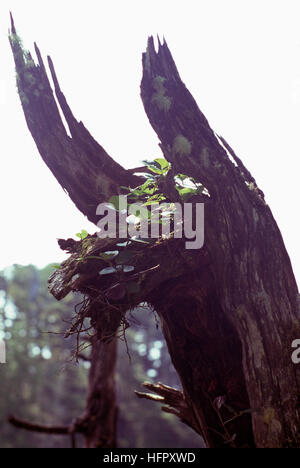 Salal (Gaultheria shallon) che cresce su un albero morto in un giorno nuvoloso Foto Stock