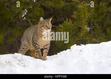 Striato grigio cat sorge su un banco di neve Foto Stock