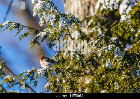 Comune (Redpoll Carduelis flammea) appollaiato in un albero di pino. Foto Stock