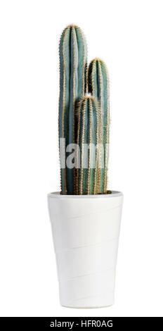 Close up verde scuro Pianta di Cactus sulla pentola bianco isolato su sfondo bianco. Foto Stock