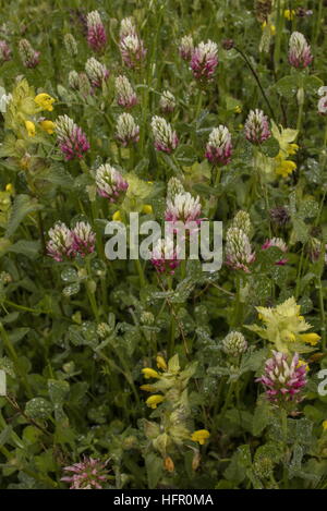 A lungo guidato il trifoglio, Trifolium incarnatum molinerii ssp in cotica erbosa. Rare British nativo. Foto Stock