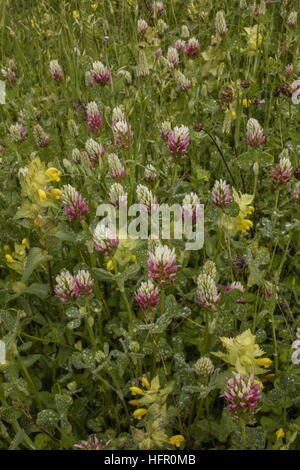 A lungo guidato il trifoglio, Trifolium incarnatum molinerii ssp in cotica erbosa. Rare British nativo. Foto Stock