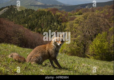 Red Fox, alta nel Parco Nazionale dei Monti Sibillini, Appennini, Italia. Foto Stock