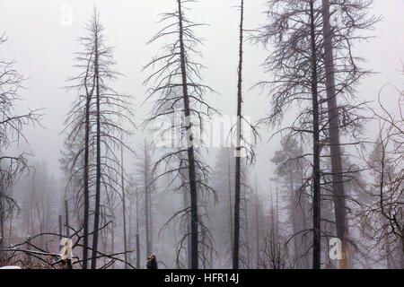 Una leggera nevicata fresca su alberi distrutti dagli incendi forestali in Valles Caldera National Preserve vicino a Los Alamos, Nuovo Messico. Foto Stock