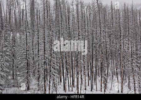 Una leggera nevicata fresca su alberi distrutti dagli incendi forestali in Valles Caldera National Preserve vicino a Los Alamos, Nuovo Messico. Foto Stock