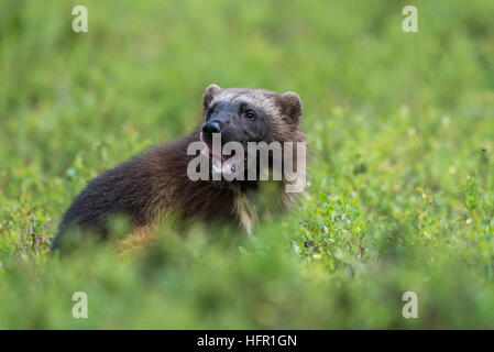 Wolverine in seduta mirtillo bush Foto Stock