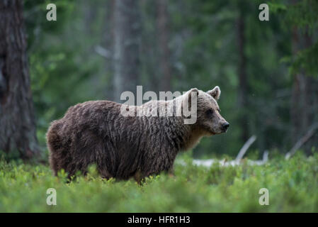 Orso bruno nella taiga forest Foto Stock