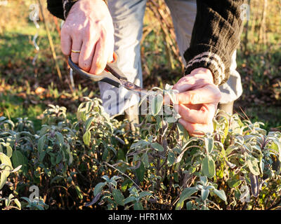 La raccolta di giardiniere salvia (Salvia officinalis) lascia in un giardino di erbe aromatiche per rendere salvia fresca tè.. Foto Stock