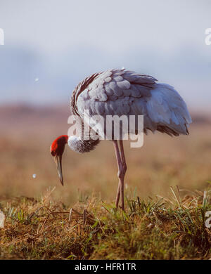 Gru Sarus,(Grus antigone), scuotendo le piume dopo preening, Keoladeo Ghana National Park, Bharatpur, India Foto Stock