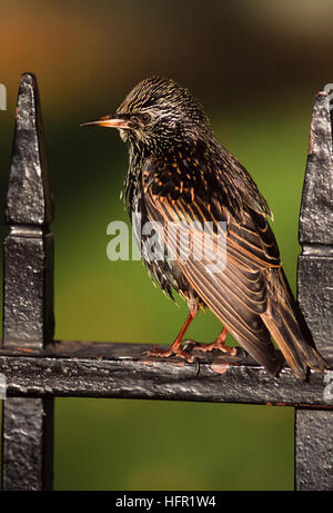 Starling comune o europeo, Starling (Sturnus vulgaris), arroccato sulle ringhiere , Londra, Regno Unito Foto Stock