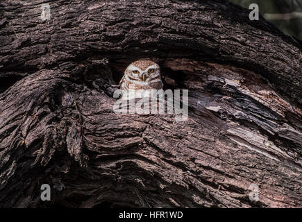 Spotted Owlet, (Athene brama), di Keoladeo Ghana Parco Nazionale,Rajasthan,l'India Foto Stock