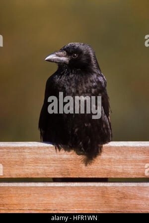 I capretti Carrion Crow, Corvus corone,arroccato su una panchina di Regents Park, London, Regno Unito Foto Stock