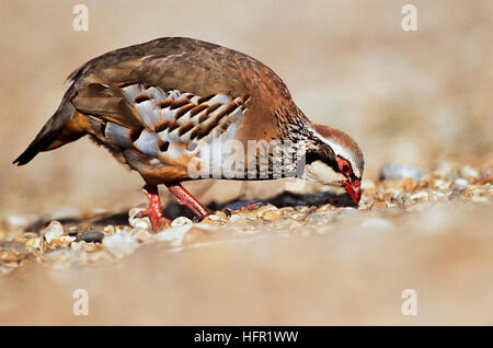 Pernici rosse,(Alectoris rufa), alimentando in un campo,Hertfordshire, Regno Unito Foto Stock