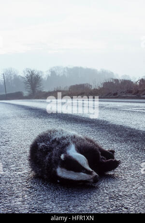 Eurasian Badger, Meles meles, ucciso su strada, Hertfordshire, Inghilterra, Regno Unito Foto Stock