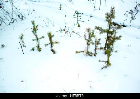 Temperature si situava attorno a -5 gradi centigradi nella Salla, Finand questa mattina, sabato 24 dicembre. Foto Stock