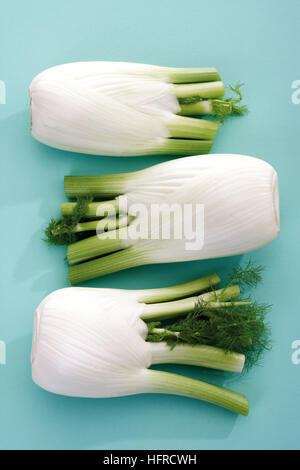 Finocchio (Foeniculum vulgare) Foto Stock