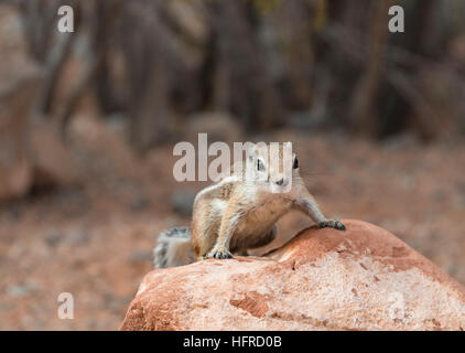 Harris di antilopi scoiattolo (Ammospermophilus harrisii) su roccia, la Valle del Fuoco, Nevada, STATI UNITI D'AMERICA Foto Stock