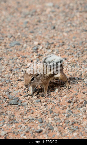 Harris di antilopi scoiattolo (Ammospermophilus harrisii) su terreno pietroso, la Valle del Fuoco, Nevada, STATI UNITI D'AMERICA Foto Stock