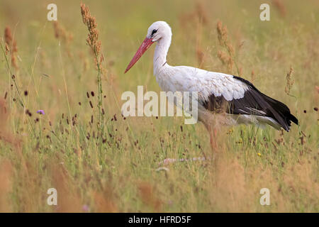 Cicogna bianca (Ciconia ciconia), rovistando nel prato, Elba prati, Riserva della Biosfera dell'Elba centrale, Sassonia-Anhalt, Germania Foto Stock