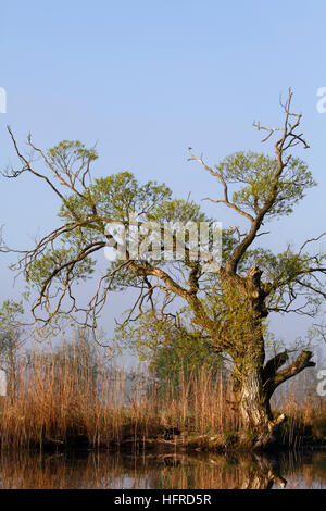 Il vecchio albero di salice sulle rive del fiume Trebel, Peenetal Natura Park, Meclemburgo-Pomerania, Germania Foto Stock