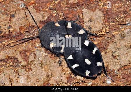 Indian Domino scarafaggio (Therea petiveriana) Foto Stock